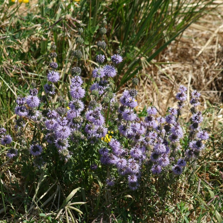 Semillas de Menta poleo, Mentha pulegium muy aromática