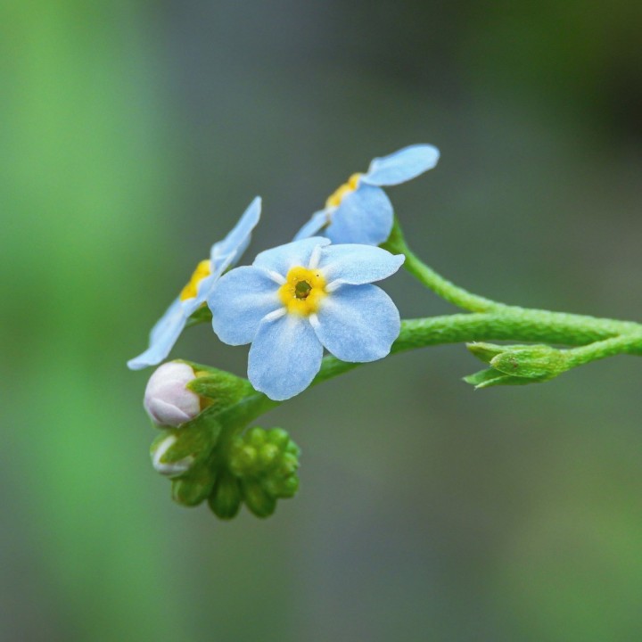 Semillas de Nomeolvides, no me olvides, myosotis sylvatica flor azul