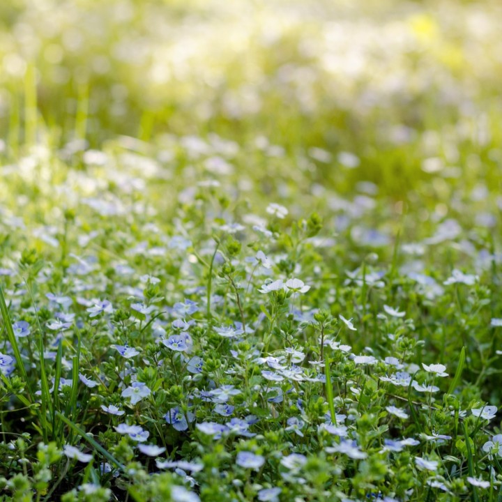 Semillas de Nomeolvides, no me olvides, myosotis sylvatica flor azul