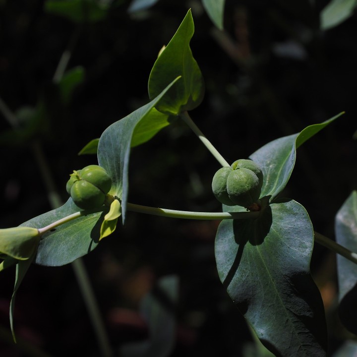 Semillas de Tártago (Euphorbia lathyris) | Especialistas en semillas