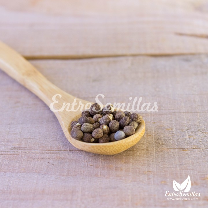 Semillas de Tártago (Euphorbia lathyris) | Especialistas en semillas