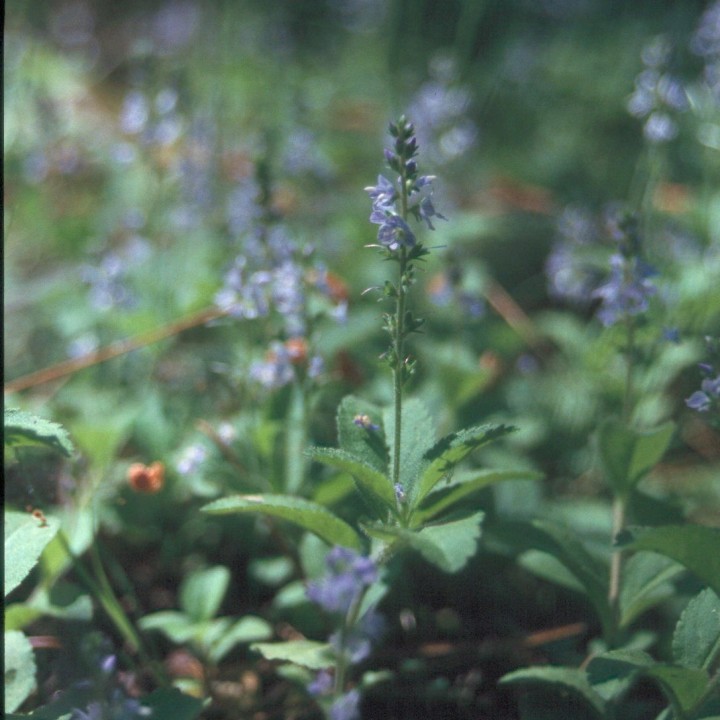 Semillas de Veronica officinalis o Betónica
