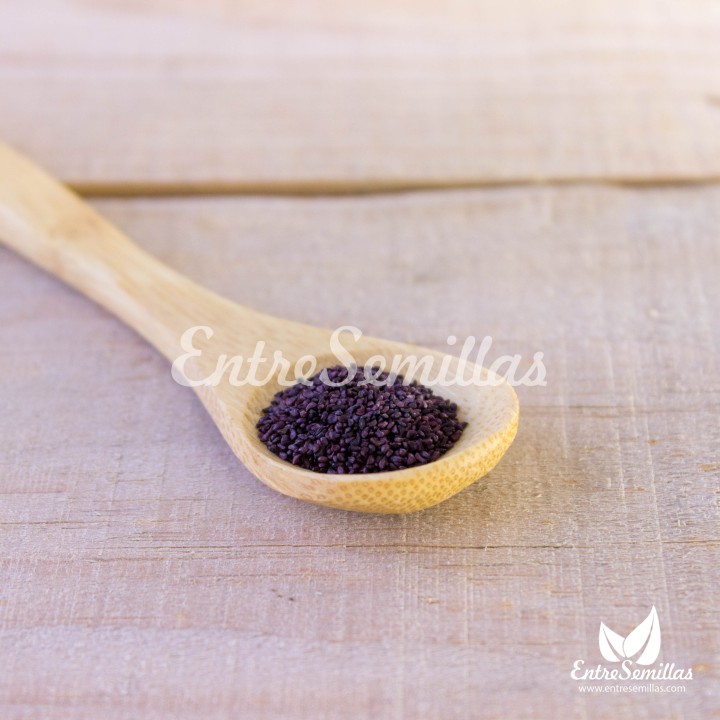 Semillas de Arándano azul (Vaccinium myrtillus) | Compra semillas online