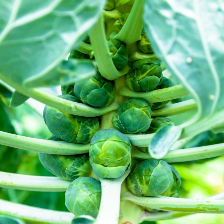 Semillas de Col de Bruselas, coles, brassica gemmifera oleracea