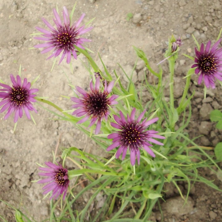 Semillas de Salsifí Tragopogon porrifolius de raíz comestible