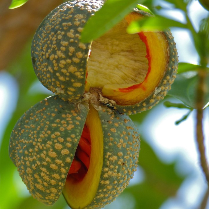 Semillas de Árbol del Sapo (Tabernaemontana elegans) | Semillas online
