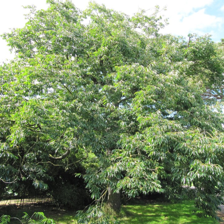 Semillas de Diospyros lotus comprrar arbol bonsai precio