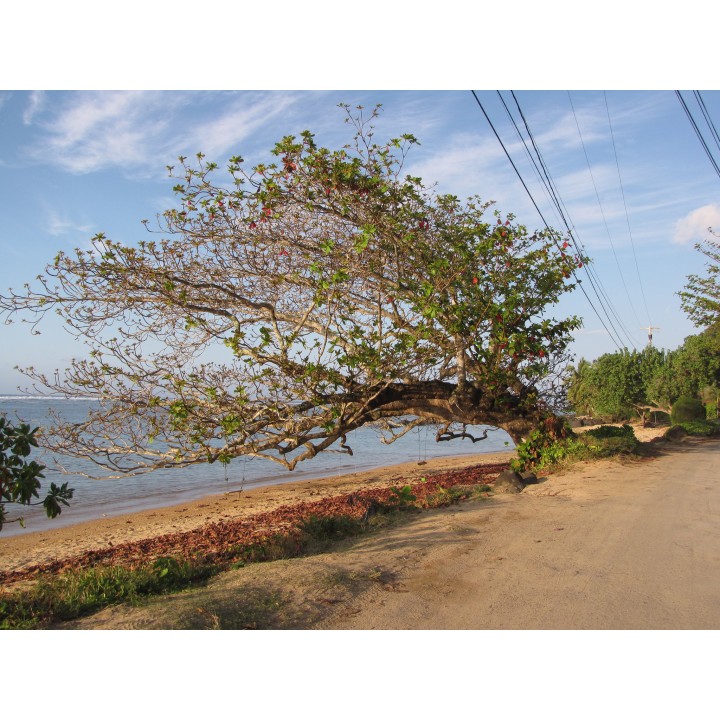 Semillas de Terminalia catappa (Almendro indio malabar) ideal acuarios