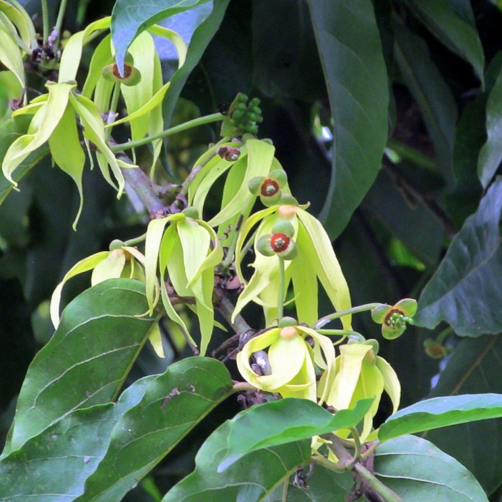 Semillas de ylang ylang cananga odorata