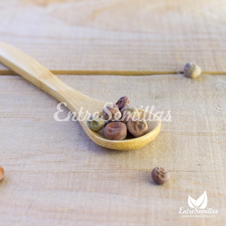 Semillas de Guisante Tirabeque, variedad de vainas aplanadas