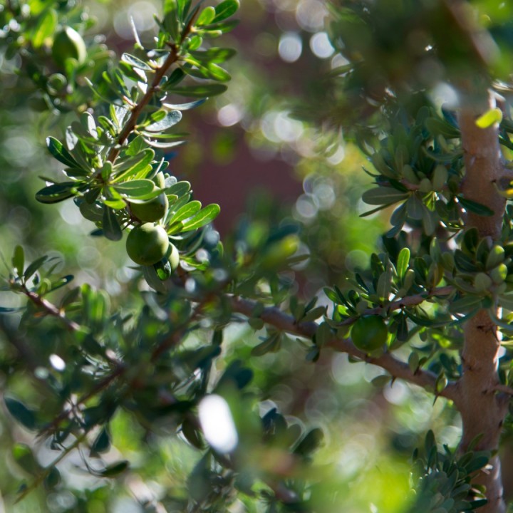 Semillas de argan argania spinosa espinosa fruto semilla fresca