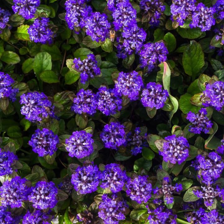 Semillas Ajuga reptans, Búgula o Consuelda media