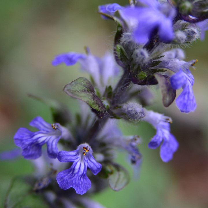 Semillas Ajuga reptans, Búgula o Consuelda media