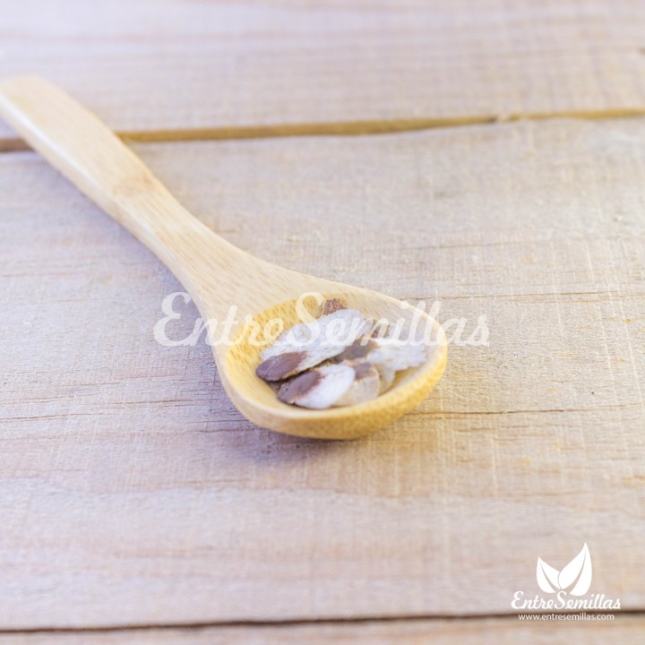 dioscorea elephantipes seeds