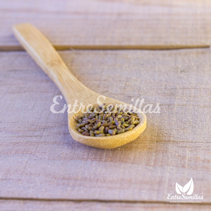 Galega officinalis en semillas a la venta