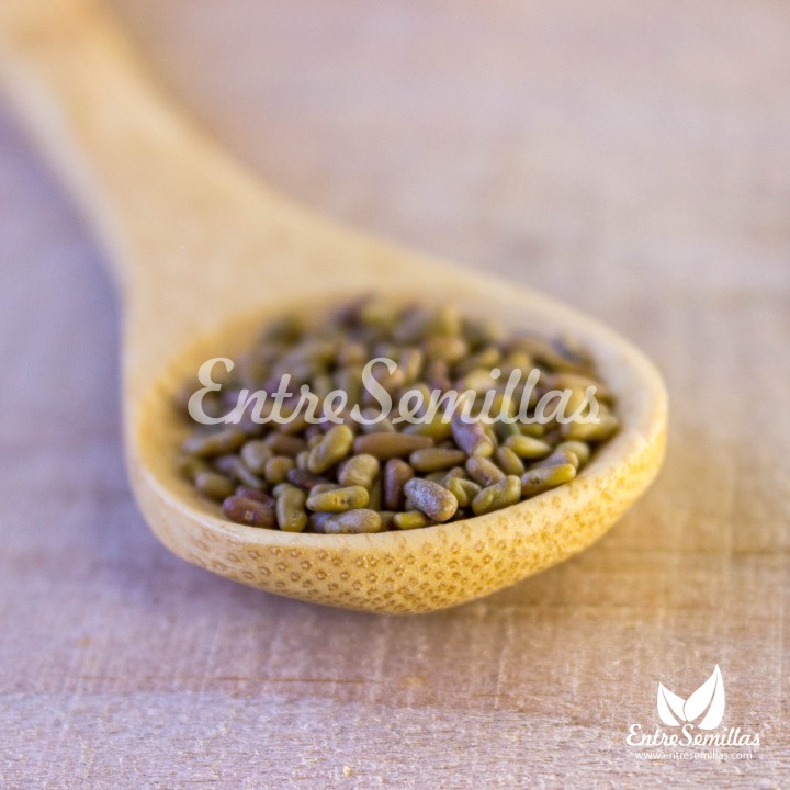 Galega officinalis en semillas a la venta