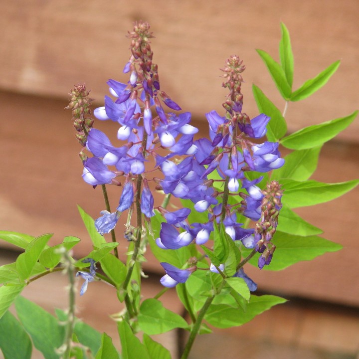 Galega officinalis en semillas a la venta