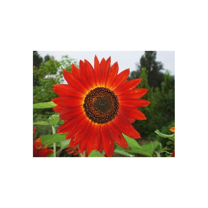 Girasol "Red Sun" - Sobre 20 semillas
