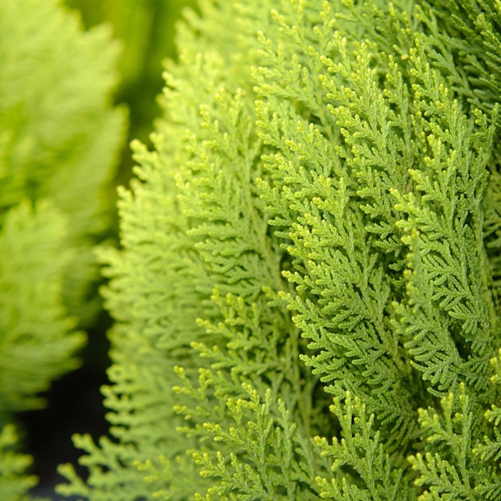 semillas de cipres de hinoki Chamaecyparis obtusa para bonsai