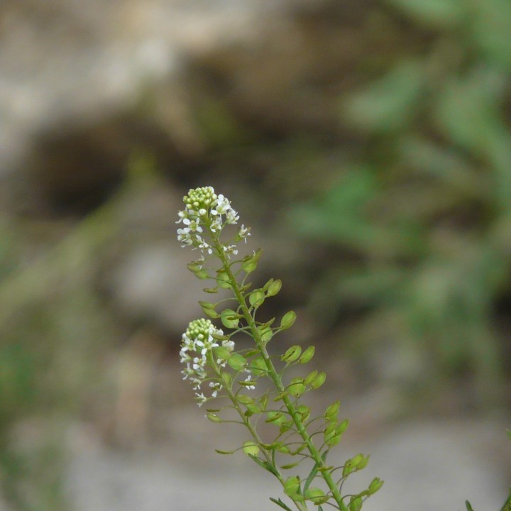 Semillas de Mastuerzo (Lepidium sativum) berro del hortelano