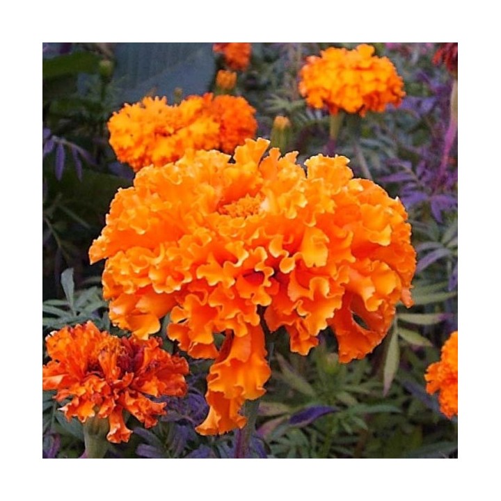 semillas de claveles naranjas