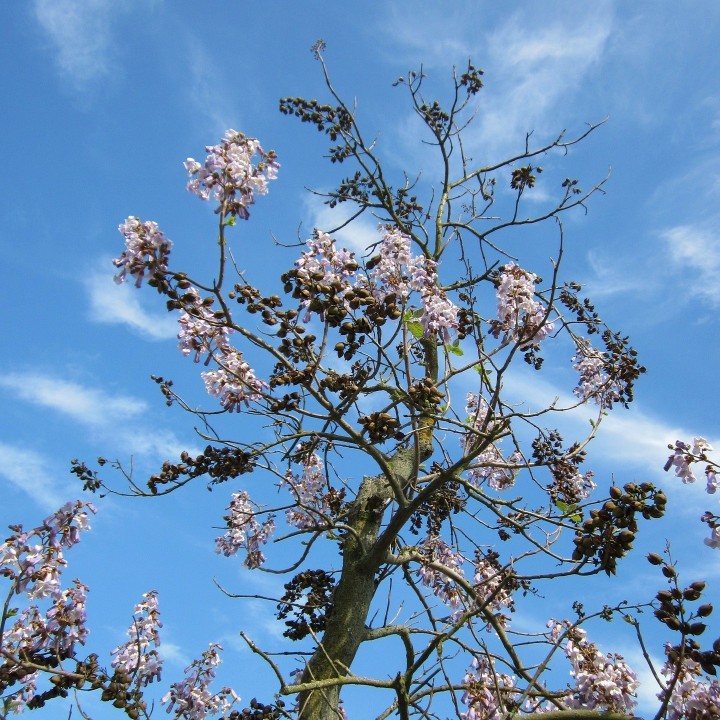 Semillas de Paulownia tomentosa o árbol Kiri