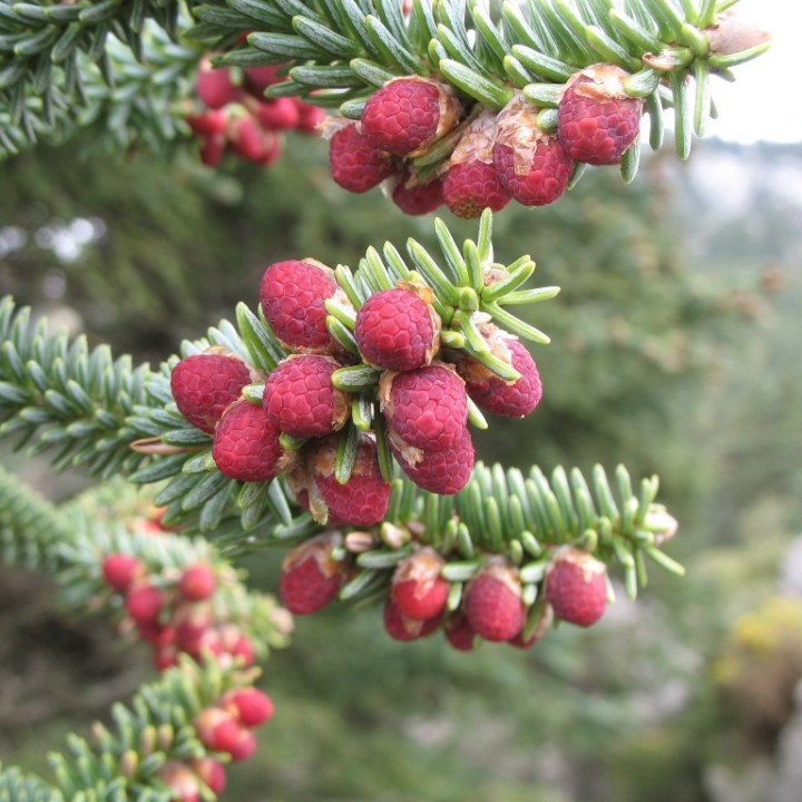 Semillas de Pinsapo (Abies pinsapo) glauca en España