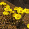 Coltsfoot semillas seeds Coltsfoot seed sow sembrar tusílago