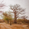 sembrar baobab desde semillas