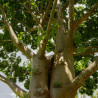 sembrar baobab semillas
