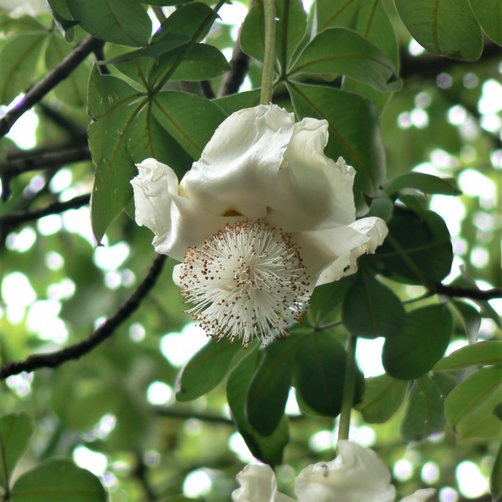 Semillas de Baobab o Adansonia digitata | Entresemillas