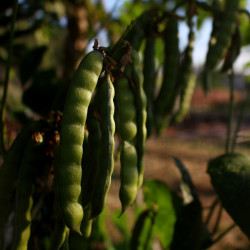 Jicama - 8 semillas