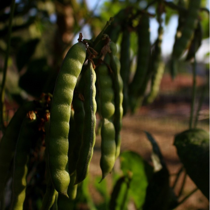Semillas de Jicama Pachyrhizus erosus