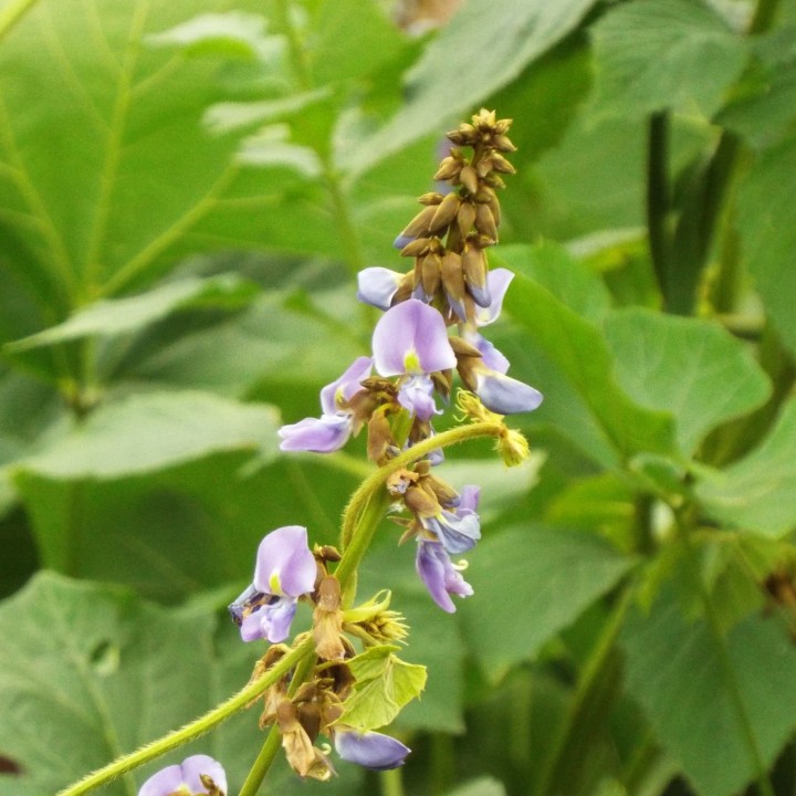 Semillas de Jicama Pachyrhizus erosus