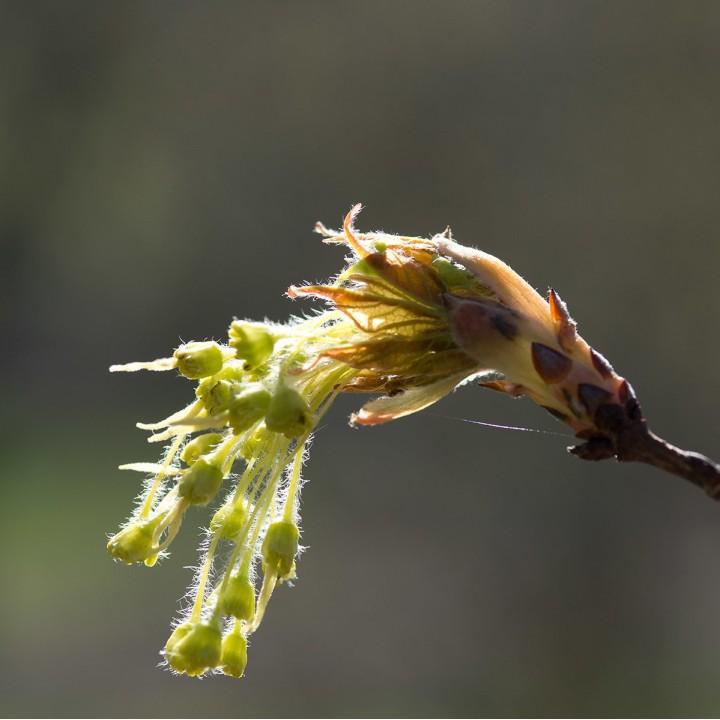 semillas de Acer saccharum