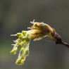 Arce azucarero / Acer saccharum - 8 semillas