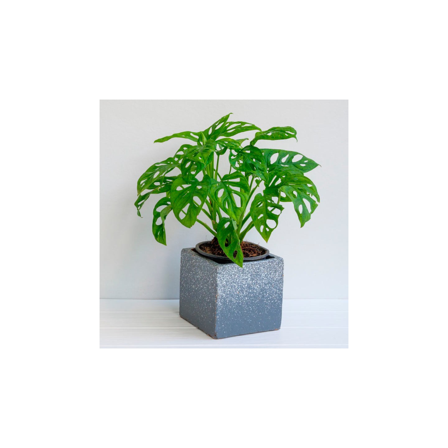 Planta de Monstera obliqua Leichtlinii | EntreSemillas vivero online