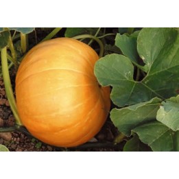 Calabaza Quintal - Sobre 8 semillas