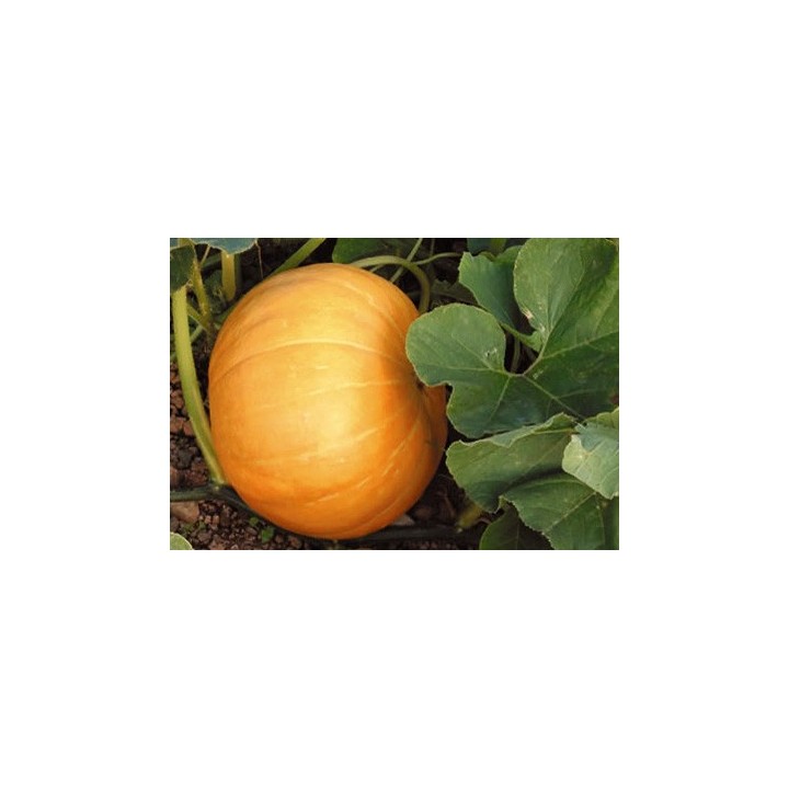 Calabaza Quintal - Sobre 8 semillas
