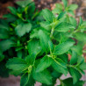 semillas de stevia rebaudiana