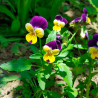 semillas de viola tricolor