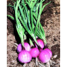 Mini cebollas púrpuras Purplette - Sobre 100 semillas