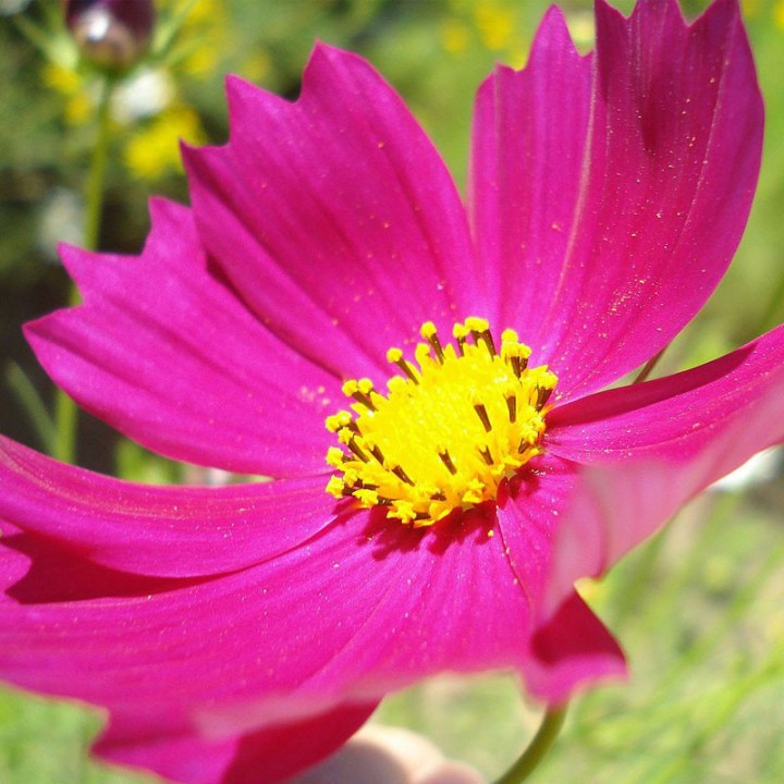 Semillas de Cosmos bipinnatus Sensation flores