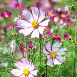 Semillas de Cosmos bipinnatus Tip Top Picotee | Semillas de flores