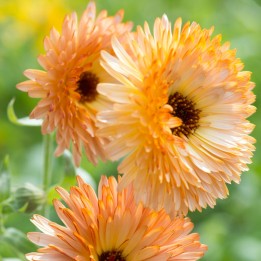 Semillas de Caléndula Destello Naranja | Semillas de flores