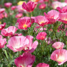 Amapola de California Rosa - Sobre semillas