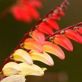 Semillas de Ipomoea versicolor o Mina lobata | Tienda de semillas