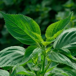 Semillas de Perilla Verde (Perilla frutescens) de hoja lisa