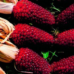 Semillas de Maíz rojo fresa (Zea mays red) | EntreSemillas