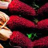 Maíz Rojo fresa - Sobre 10 semillas